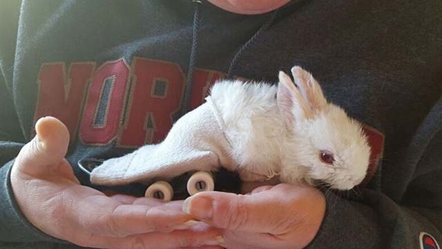 lapin-paralytique-bouge-avec-skate