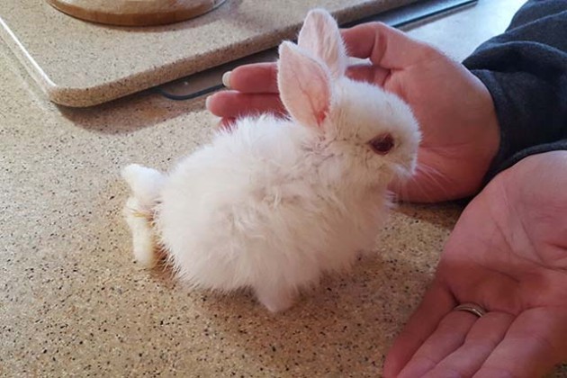 lapin-paralytique-bouge-avec-skate