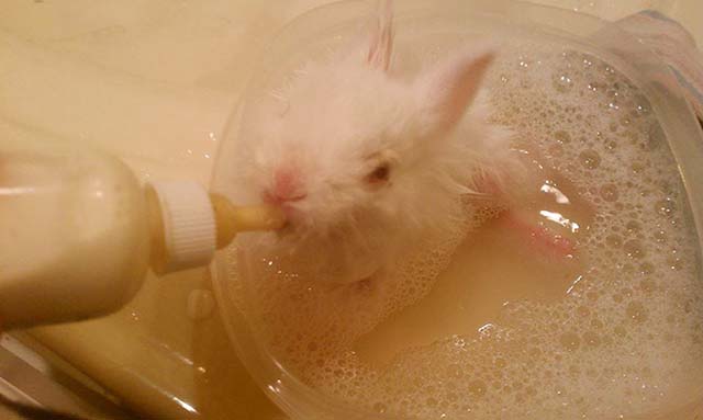 lapin-paralytique-bouge-avec-skate