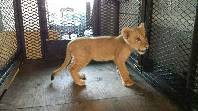 lion-africain-sauve-ne-dort-pas-sans-couverture