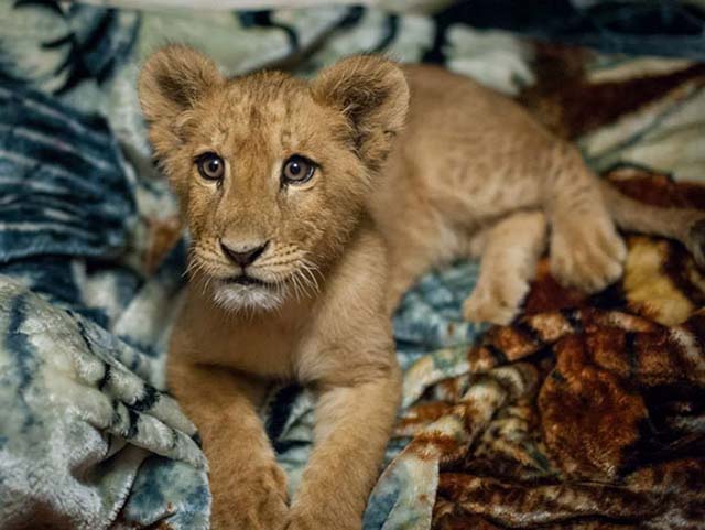 lion-africain-sauve-ne-dort-pas-sans-couverture