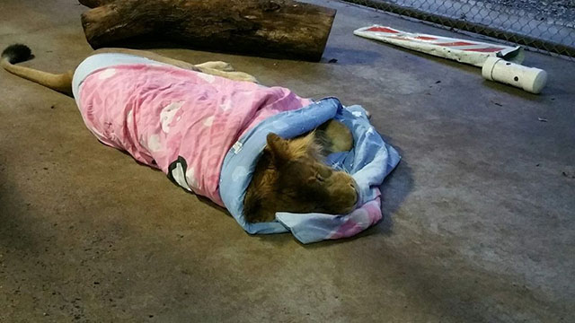 lion-africain-sauve-ne-dort-pas-sans-couverture