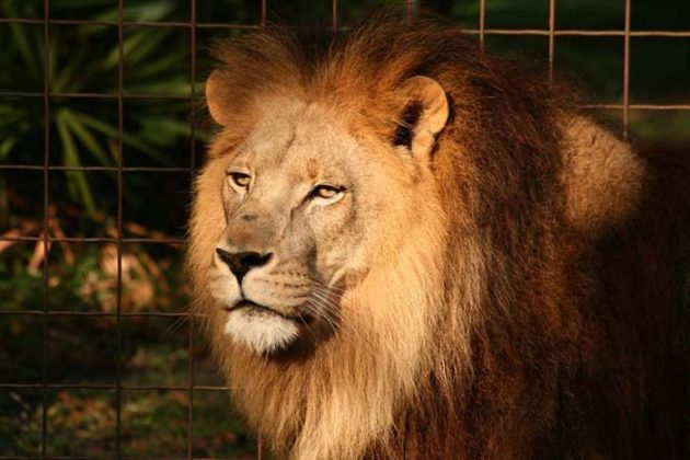 lion-et-tigresse-cameron
