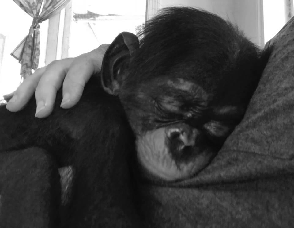 un-petit-chimpanze-orphelin-narrete-pas-de-sourire-a-ses-sauveteurs