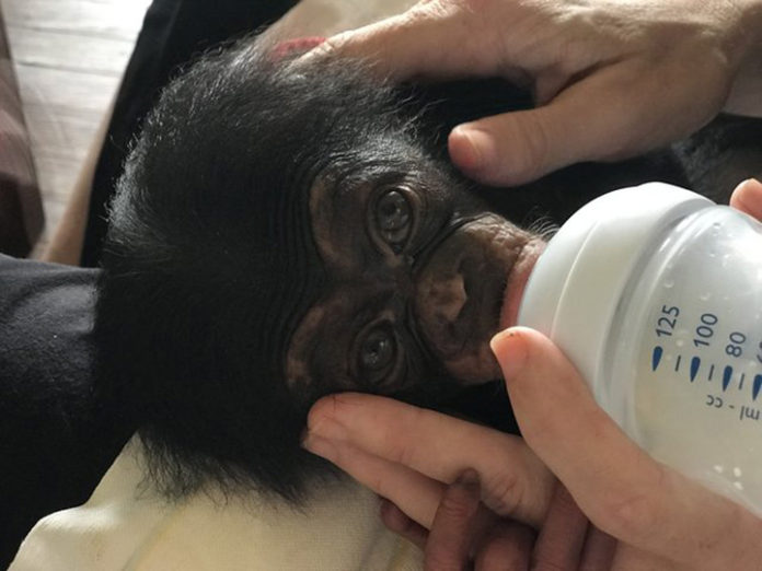 un-petit-chimpanze-orphelin-narrete-pas-de-sourire-a-ses-sauveteurs
