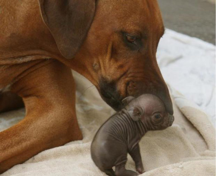 petite truie perdu famille adoptée chienne