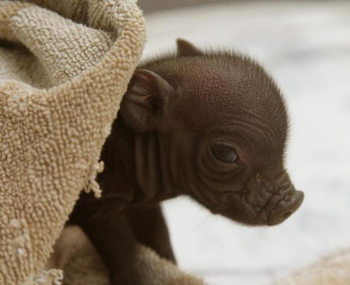 petite truie perdu famille adoptée chienne