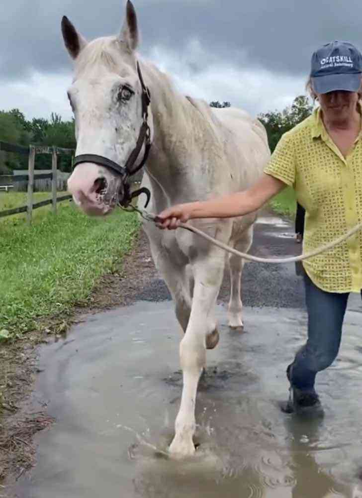 reserve-naturelle-sauve-cheval-age-aveugle-leuthanasie
