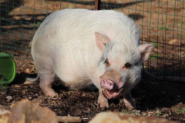 transforme-maison-sanctuaire-animaux-sauves
