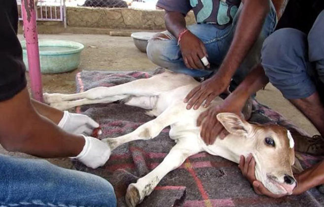 vache-rester-loin-bebe-blesse