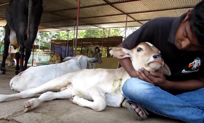 vache-rester-loin-bebe-blesse