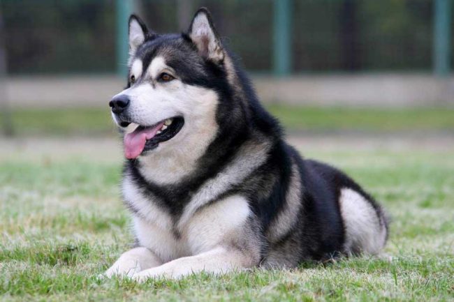 Malamute Alaska