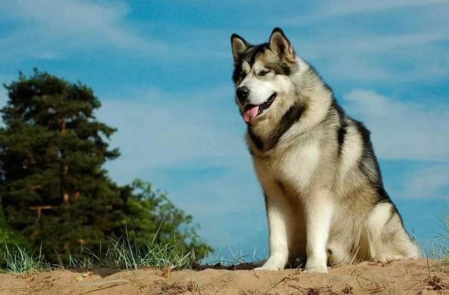 Malamute Alaska