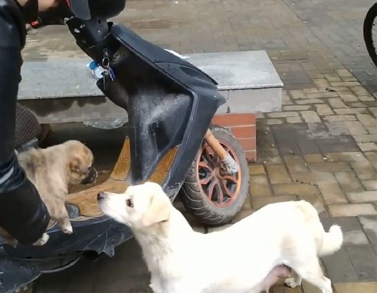 Les adieux émouvants d'une chienne et de son chiot émeuvent les cœurs les plus durs. Selon la race et sa taille, le nombre de chiots qu'un chien peut avoir tout au long de sa vie varie, mais ce n'est un secret pour personne que beaucoup de ces familles sont séparées.