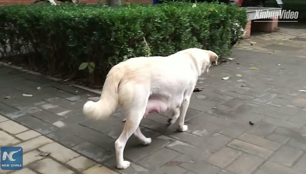 Les adieux émouvants d'une chienne et de son chiot émeuvent les cœurs les plus durs. Selon la race et sa taille, le nombre de chiots qu'un chien peut avoir tout au long de sa vie varie, mais ce n'est un secret pour personne que beaucoup de ces familles sont séparées.