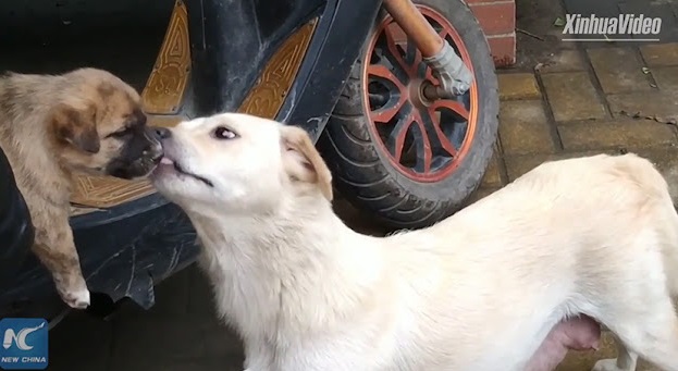 Les adieux émouvants d'une chienne et de son chiot émeuvent les cœurs les plus durs. Selon la race et sa taille, le nombre de chiots qu'un chien peut avoir tout au long de sa vie varie, mais ce n'est un secret pour personne que beaucoup de ces familles sont séparées.