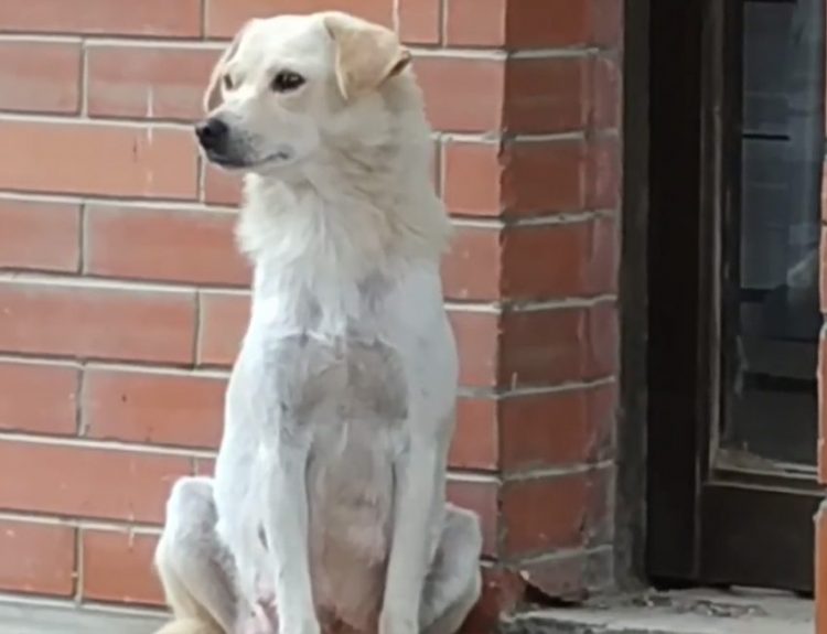 Les adieux émouvants d'une chienne et de son chiot émeuvent les cœurs les plus durs. Selon la race et sa taille, le nombre de chiots qu'un chien peut avoir tout au long de sa vie varie, mais ce n'est un secret pour personne que beaucoup de ces familles sont séparées.