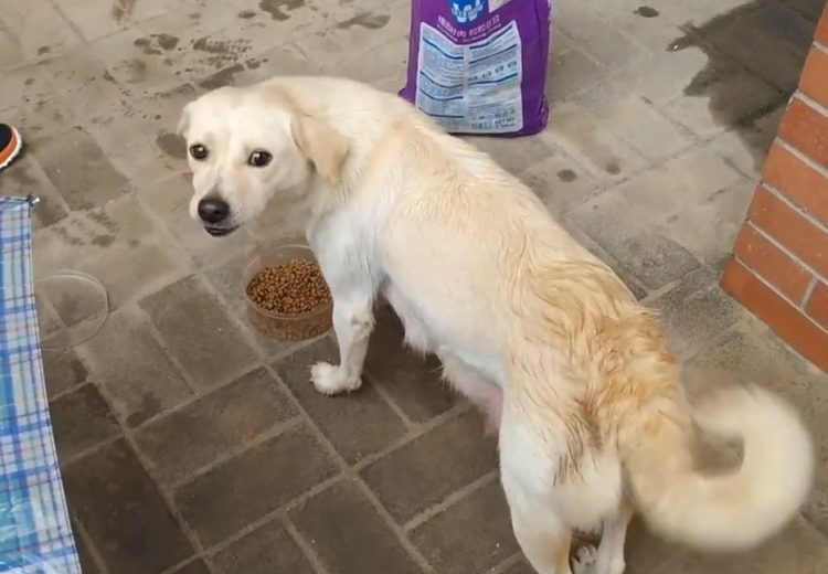 Les adieux émouvants d'une chienne et de son chiot émeuvent les cœurs les plus durs. Selon la race et sa taille, le nombre de chiots qu'un chien peut avoir tout au long de sa vie varie, mais ce n'est un secret pour personne que beaucoup de ces familles sont séparées.