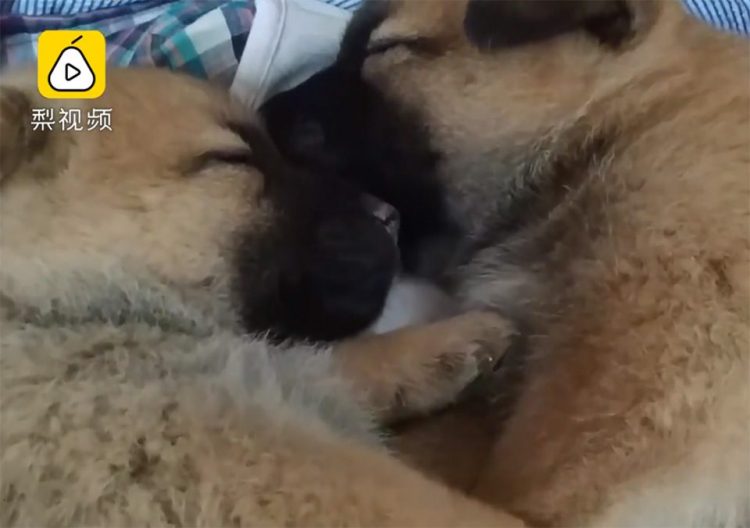 Les adieux émouvants d'une chienne et de son chiot émeuvent les cœurs les plus durs. Selon la race et sa taille, le nombre de chiots qu'un chien peut avoir tout au long de sa vie varie, mais ce n'est un secret pour personne que beaucoup de ces familles sont séparées.