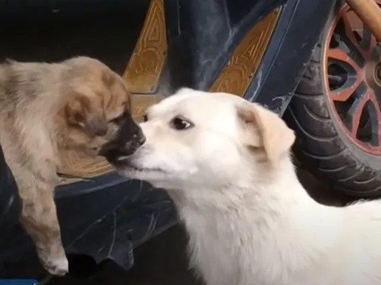 Les adieux émouvants d'une chienne et de son chiot émeuvent les cœurs les plus durs. Selon la race et sa taille, le nombre de chiots qu'un chien peut avoir tout au long de sa vie varie, mais ce n'est un secret pour personne que beaucoup de ces familles sont séparées.