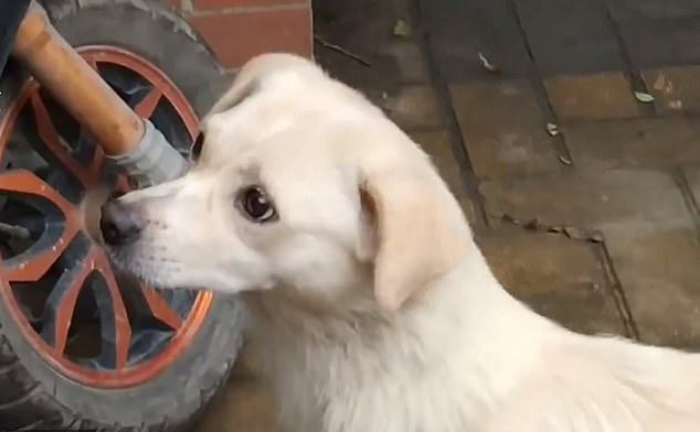 Les adieux émouvants d'une chienne et de son chiot émeuvent les cœurs les plus durs. Selon la race et sa taille, le nombre de chiots qu'un chien peut avoir tout au long de sa vie varie, mais ce n'est un secret pour personne que beaucoup de ces familles sont séparées.