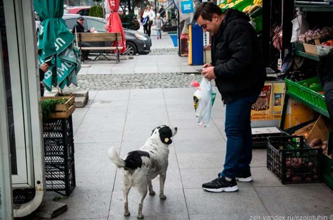 chien-errant-arrete-circulation-aider-enfants-traverser-rue
