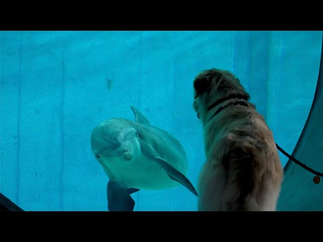 chien-samuse-jouer-avec-dauphin-aquarium