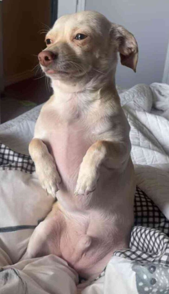 chihuahua-fait-visage-triste-proprietaire-naille-pas-travailler