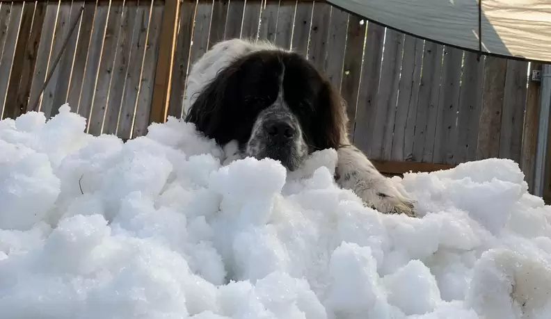 famille-fait-montagne-neige-chien-samuser-derniere-fois