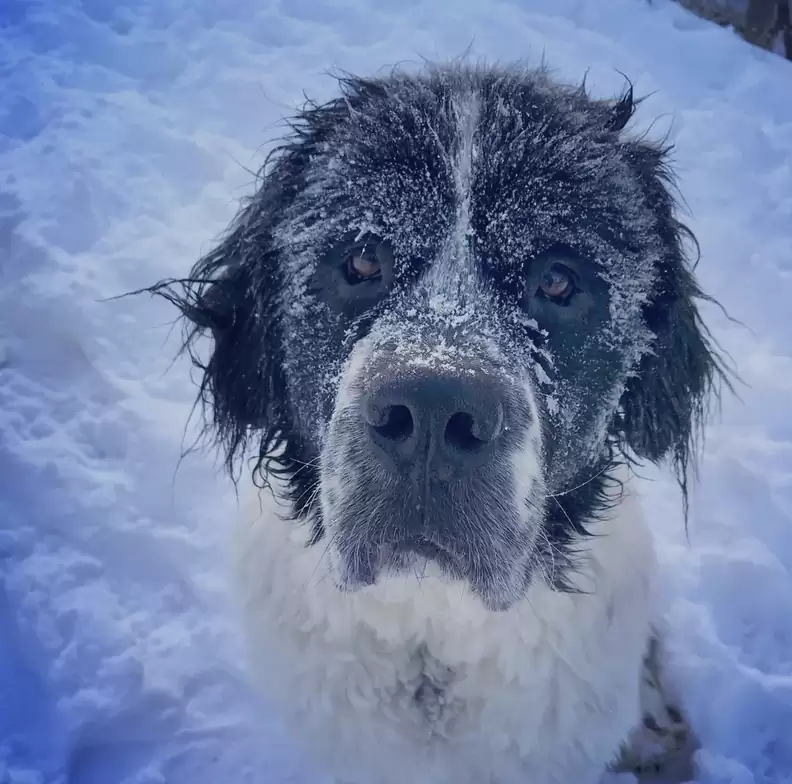 famille-fait-montagne-neige-chien-samuser-derniere-fois