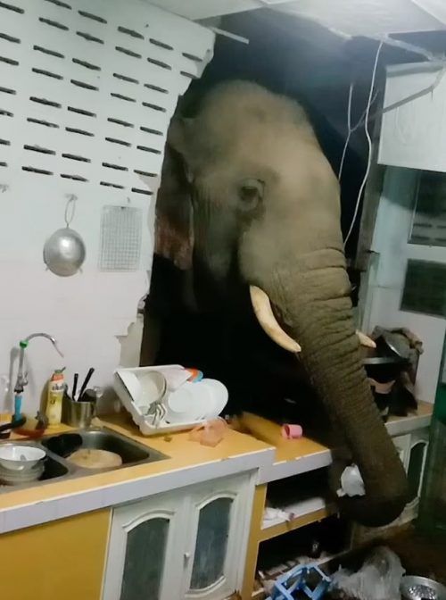 femme-rencontre-elephant-affame-effondrant-mur-cuisine