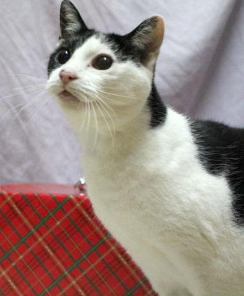 rachel-aveugle-chat-fille-ross-cherche-maison-noel