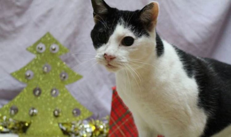 rachel-aveugle-chat-fille-ross-cherche-maison-noel