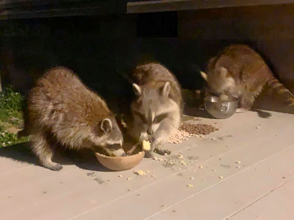 racons-sauvages-visitent-ami-chien-jouent-cache-cache