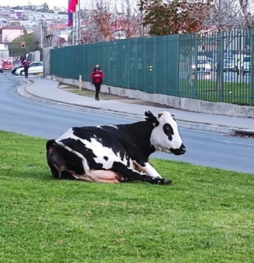 vache-enceinte-senfuit-interrompt-circulation-lheure-daccoucher