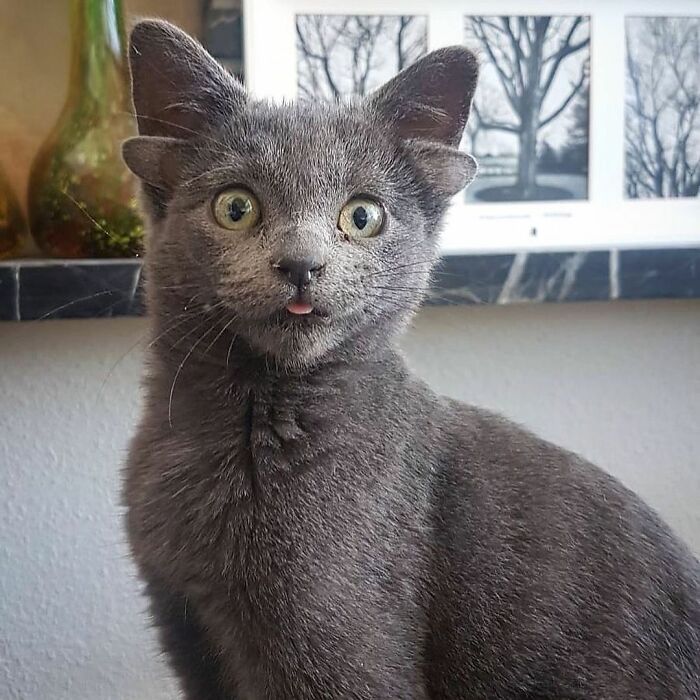 chat-quatre-oreilles-midas