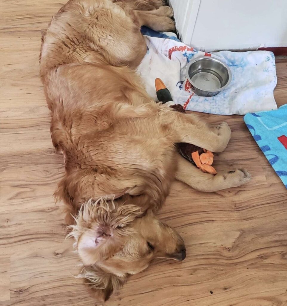 chien-mangera-pas-nourriture-sauf-preparee-avant