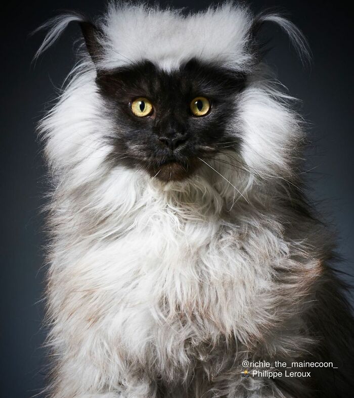 maine-coon-richie