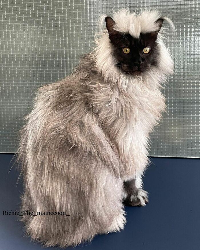maine-coon-richie
