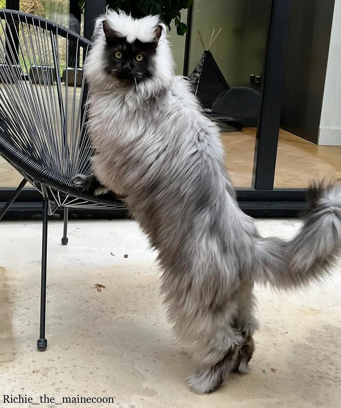 maine-coon-richie