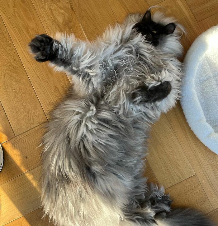 maine-coon-richie