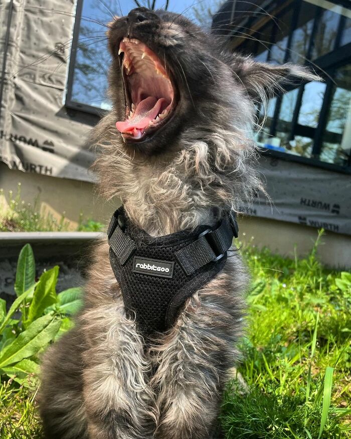 maine-coon-richie