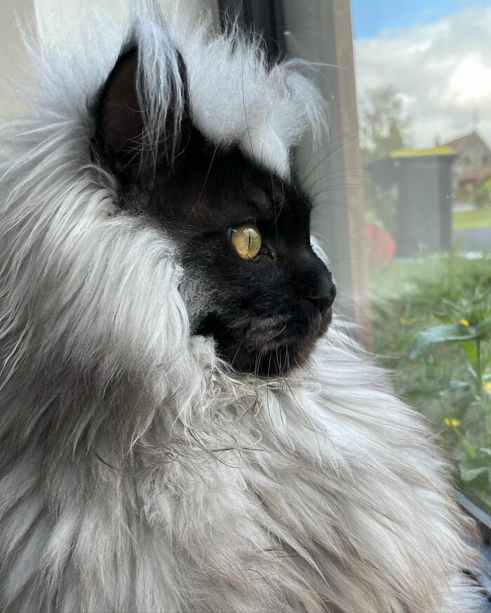 maine-coon-richie