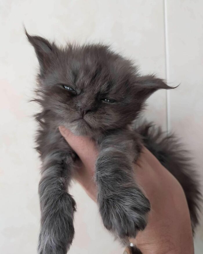 maine-coon-richie