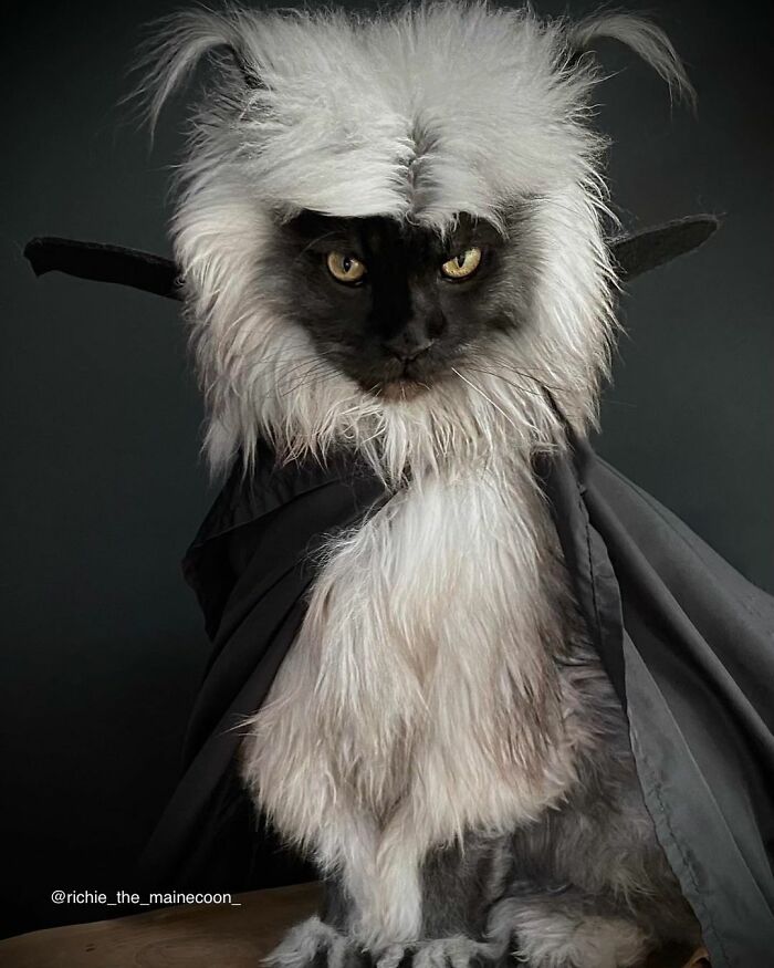 maine-coon-richie