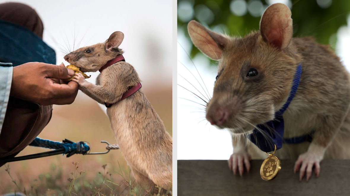 Un rat héroïque devenu célèbre en aidant à éliminer les mines terrestres Au pays des Animaux