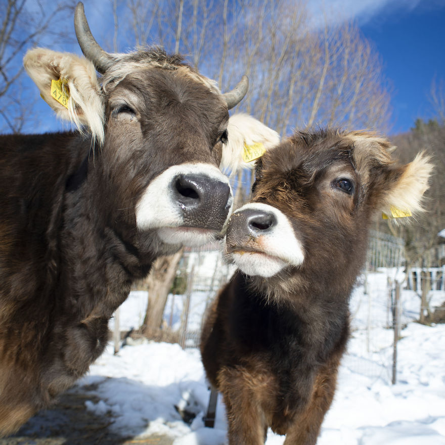 vaches caressees non elevees meilleures raisons