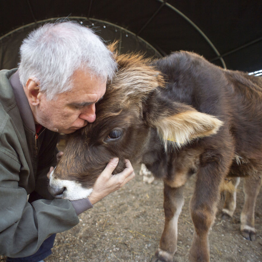 vaches caressees non elevees meilleures raisons