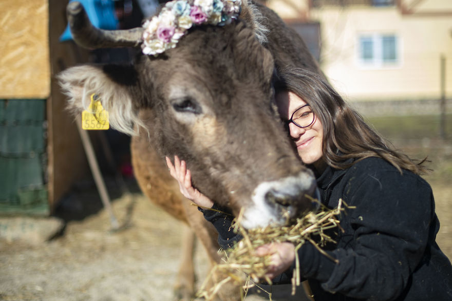 vaches caressees non elevees meilleures raisons