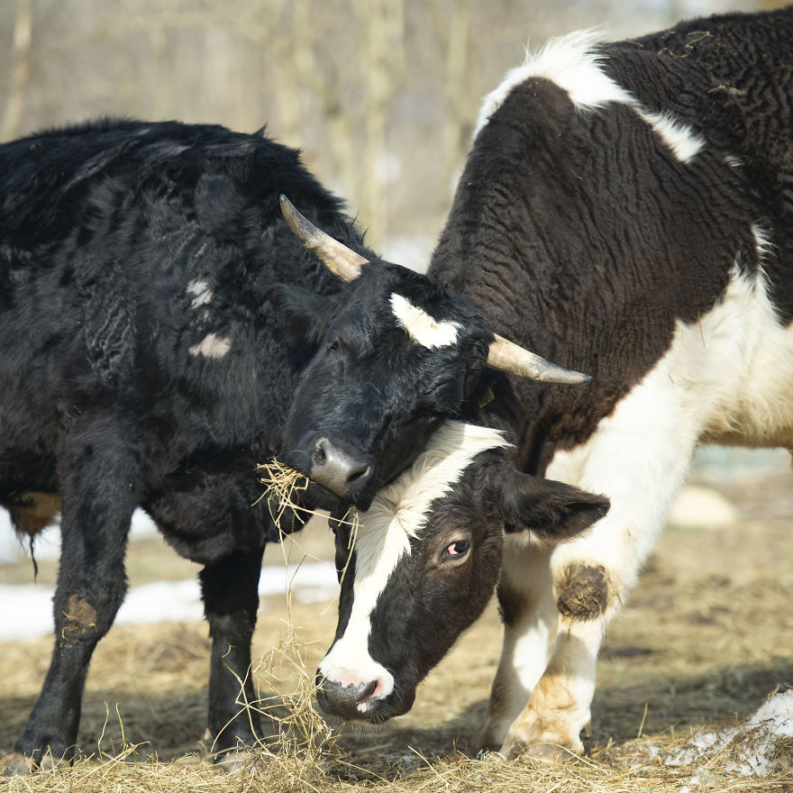 vaches caressees non elevees meilleures raisons